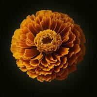 A beautiful marigold flower on black background, top view, Ai Generative photo