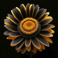 A beautiful daisy on black background, top view, Ai Generative photo