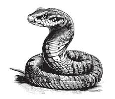 Cobra snake hand drawn sketch Reptile vector illustration