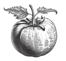 tomate negro y blanco bosquejo mano dibujado vector ilustración vegetales