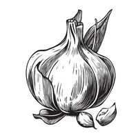 Garlic vegetable sketch hand drawn in doodle style Vector illustration