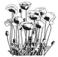 Poppies flower hand drawn sketch in doodle style Vector illustration