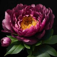 A beautiful peony flower on black background, top view, Ai Generative photo