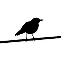 Silhouette of the Bird Perched on the Electrical Wire Base on my Photography. Vector Illustration