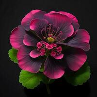 A beautiful geranium flower on black background, top view, Ai Generative photo