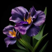 A beautiful iris flower on black background, top view, Ai Generative photo