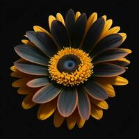 A beautiful daisy on black background, top view, Ai Generative photo