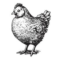 Chick standing farm bird sketch hand drawn in doodle style illustration vector