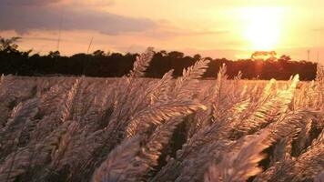 Symbol von Herbst. Blühen kann Gras Saccharum spontaneum Blumen Pflanze. weht im das Wind mit ein goldene Stunde Sonnenuntergang Aussicht video