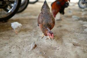 several free-range chickens were eating rice on the ground photo