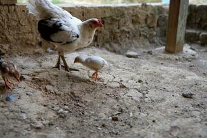 varios Rango libre pollos fueron comiendo arroz en el suelo foto