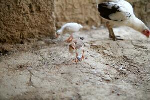 varios Rango libre pollos fueron comiendo arroz en el suelo foto