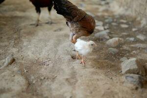 several free-range chickens were eating rice on the ground photo