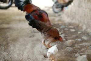 varios Rango libre pollos fueron comiendo arroz en el suelo foto