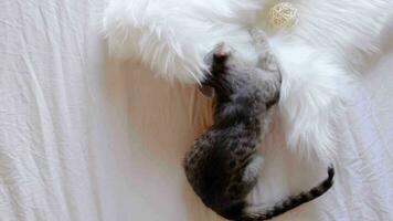 pretty gray 2 months old kitten playing and biting white fluffy rug, lying on bed. Kitten making mess, top view video