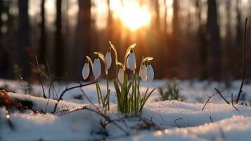 A group of snowdrops in the snow with the sun in the background,  Generative AI photo