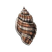 Hand drawn colored sketch of seashell, clam, conch. Scallop sea shell, sketch style vector illustration isolated on white background.