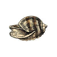 Hand drawn colored sketch of seashell, clam, conch. Scallop sea shell, sketch style vector illustration isolated on white background.