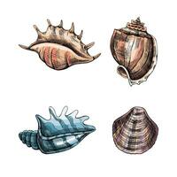conchas marinas, amonita color vector colocar. mano dibujado bosquejo ilustración. colección de realista bocetos de varios moluscos mar conchas de varios formas aislado en blanco antecedentes.