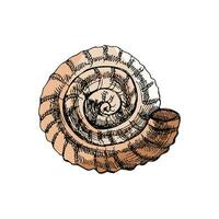 Hand drawn colored sketch of  prehistoric ammonite, seashell. Sketch style vector illustration isolated on white background.