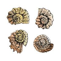 Seashells,  ammonite color vector set. Hand drawn sketch illustration. Collection of realistic sketches of various molluscs sea shells of various shapes isolated on white background.