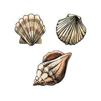 conchas marinas, Vieira concha color vector colocar. mano dibujado bosquejo ilustración. colección de realista bocetos de varios Oceano criaturas aislado en blanco antecedentes.