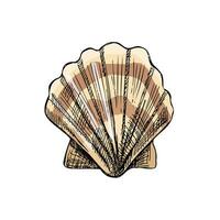 Realistic hand drawn colored sketch of saltwater scallop seashell, clam, conch. Scallop sea shell, sketch style vector illustration isolated on white background.