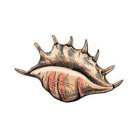 Hand drawn colored sketch of seashell, clam, conch. Scallop sea shell, sketch style vector illustration isolated on white background.