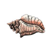 Hand drawn colored sketch of seashell, clam, conch. Scallop sea shell, sketch style vector illustration isolated on white background.