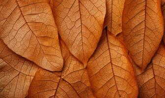AI Generative. Close-up autumn dry leaf textured wallpaper. Created with AI tools photo