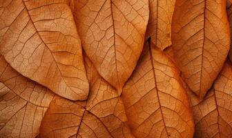 AI Generative. Close-up autumn dry leaf textured wallpaper. Created with AI tools photo