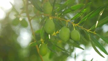 aceituna árbol rama en brillante calentar Dom ligero video