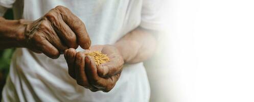 mano sujetando semillas, siembra, plántulas, agricultura. semilla de arroz foto