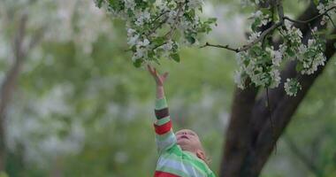 bambino provando per ottenere ramo di fioritura albero video