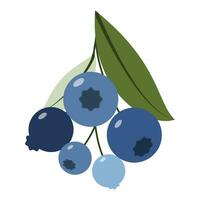 Blueberry with leaves. Sprigs of forest blueberries. Vector illustration