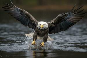 Fishing Bald Eagle, a bald eagle facing camera catches a fish out of the water, in the style of National Geographic contest winner, super telephoto close up. AI Generative photo