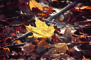 autumn branches of a tree dressed in leaves and raindrops shining in the sun photo