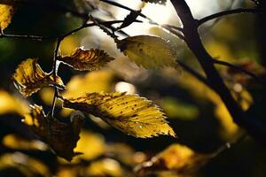 colorful autumn leaves on a tree branch in the warm sunshine photo