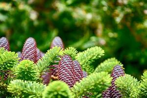 large brown gleams growing on a large green coniferous tree branch in the warm sun photo