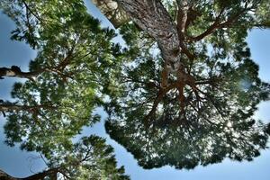 calma verano antecedentes con un despejado azul cielo y verde arboles foto