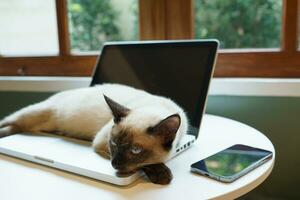 Cat on laptop working from home with cat. cat asleep on laptop keyboard assistant cat working at Laptop. photo