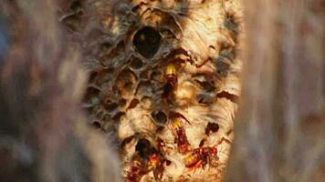 European hornets nest defend entry of their hornets nest combs against invaders and are a dangerous poisonous pest that build colony with stinging yellow jackets in tree trunks with aggressive attack video