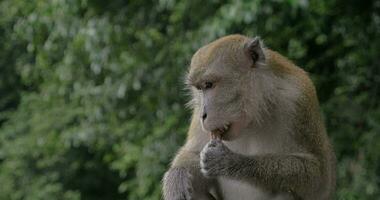 macaco comendo chocolate doce video