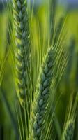 Green barley spike closeup, Green wheat, full grain, Close up of an ear of unripe wheat, AI Generative photo