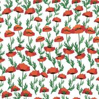 Summer seamless pattern with bright red poppy flowers and poppy pods. Field, meadow of poppies vector