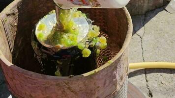 el proceso de haciendo hecho en casa uva vino. un enólogo cargas aplastada uvas dentro un hidráulico prensa. video