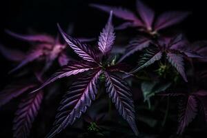 Purple cannabis leaf on a dark background. Neural network AI generated photo