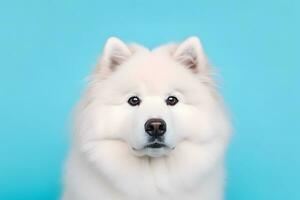 linda Samoyedo perro en azul color antecedentes. neural red ai generado foto