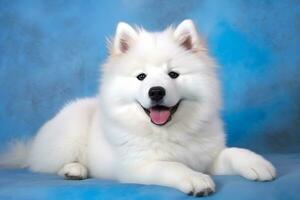 linda Samoyedo perro en azul color antecedentes. neural red ai generado foto