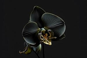 Rare blooming large black orchid of genus Big Lip phalaenopsis flowers isolated on dark black background. Neural network generated art photo